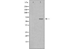 Western blot analysis of K562 whole cell lysates, using AIFM1 Antibody. (AIF anticorps  (C-Term))