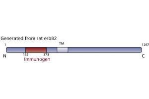 Image no. 3 for anti-Receptor tyrosine-protein kinase erbB-2 (ErbB2/Her2) (AA 182-373) antibody (ABIN967787) (ErbB2/Her2 anticorps  (AA 182-373))