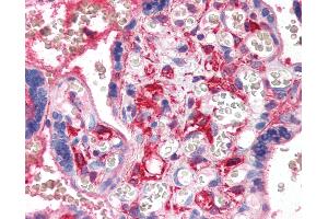 Anti-PF4 antibody IHC of human placenta. (PF4 anticorps)