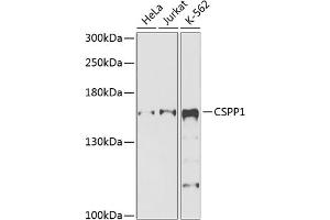 Western blot analysis of extracts of various cell lines, using CSPP1 antibody (ABIN6132173, ABIN6139130, ABIN6139131 and ABIN6225331) at 1:1000 dilution. (CSPP1 anticorps  (AA 962-1221))
