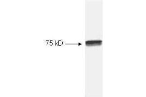 Western blot of HeLa cell extract using p/n 100-4166 Anti-NFKB cRel (RABBIT) Antibody (100 µL) . (NFkB anticorps)