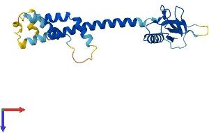 AlphaFold protein structure predicition of Mouse Recombinant Rpain Protein, UniprotID Q9CWY9