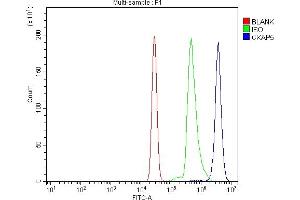 Flow Cytometry analysis of U937 cells using anti-ch TOG/CKAP5 antibody (ABIN6719294). (CKAP5 anticorps  (AA 1-221))