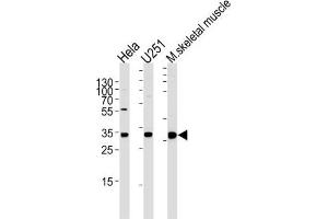 Western Blotting (WB) image for anti-Polymerase (RNA) II (DNA Directed) Polypeptide C, 33kDa (POLR2C) antibody (ABIN5025249) (POLR2C anticorps)