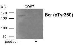 Western blot analysis of extracts from COS7 tissue using Bcr (Phospho-Tyr360) antibody. (BCR anticorps  (pTyr360))