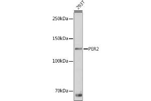 Western blot analysis of extracts of 293T cells, using PER2 antibody (ABIN6131889, ABIN6145450, ABIN6145452 and ABIN6217063) at 1:1000 dilution. (PER2 anticorps  (AA 1-150))