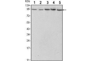 Western blot analysis using STAT3 mouse mAb against Hela (1),NIH/3T3 (2), Jurkat (3), PC-12 (4) and COS7 (5) cell lysate. (STAT3 anticorps)
