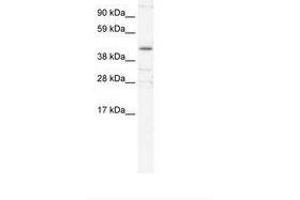 Image no. 2 for anti-YY1 Transcription Factor (YY1) (AA 274-323) antibody (ABIN6735976) (YY1 anticorps  (AA 274-323))