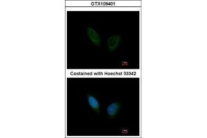 ICC/IF Image Immunofluorescence analysis of methanol-fixed HeLa, using PHKA1, antibody at 1:200 dilution.