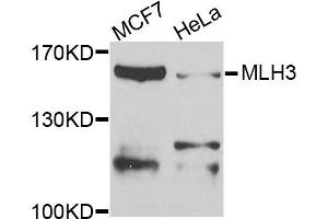 Western blot analysis of extracts of MCF7 and HeLa cells, using MLH3 antibody. (MLH3 anticorps)