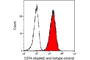 anti-HLA-DR-gamma (CD74) antibody