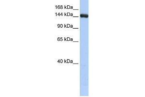 UGCGL2 antibody used at 1 ug/ml to detect target protein.