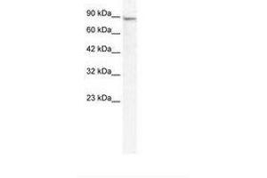 Image no. 1 for anti-Minichromosome Maintenance Deficient 4 (MCM4) (AA 97-146) antibody (ABIN203260) (MCM4 anticorps  (AA 97-146))