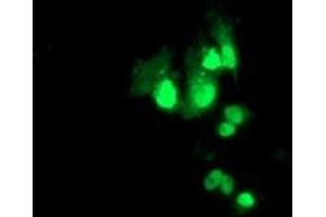 Anti-PBX1 mouse monoclonal antibody (ABIN2454629) immunofluorescent staining of COS7 cells transiently transfected by pCMV6-ENTRY PBX1 (RC210944). (PBX1 anticorps)