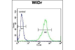Flow cytometric analysis of WiDr cells (right histogram) compared to a negative control cell (left histogram). (FAM3B anticorps  (N-Term))