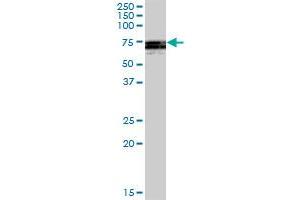ATG16L1 MaxPab polyclonal antibody.