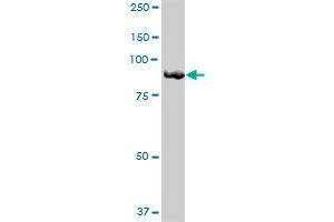 FGD3 MaxPab polyclonal antibody.