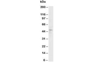 Western blot testing of HRH3 antibody and rat brain tissue lysate (HRH3 anticorps  (C-Term))
