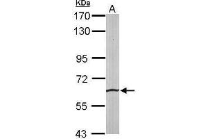 WB Image Sample (50 ug of whole cell lysate) A: mouse liver 7.