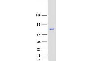 Validation with Western Blot