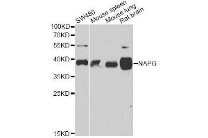 Western blot analysis of extracts of various cell lines, using NAPG antibody. (NAPG anticorps  (AA 1-312))