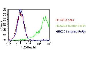 . HEK293 cells were stably transfected with an expression vector encoding either human FcRn (green curve) or murine FcRn (blue curve). Untransfected HEK293 cells were used as a negative control (red curve). Binding of ADM31 was detected with a PE conjugated secondary antibody. A positive signal was obtained only with human FcRn transfected cells