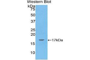Western Blotting (WB) image for anti-Angiopoietin-Like 4 (ANGPTL4) (AA 286-409) antibody (ABIN3207382) (ANGPTL4 anticorps  (AA 286-409))