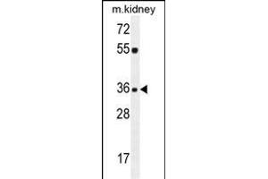 KLF14 Antibody (C-term) (ABIN654237 and ABIN2844068) western blot analysis in mouse kidney tissue lysates (35 μg/lane). (KLF14 anticorps  (C-Term))