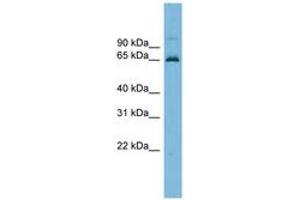 Image no. 1 for anti-Tripartite Motif Containing 25 (TRIM25) (AA 251-300) antibody (ABIN6745233) (TRIM25 anticorps  (AA 251-300))