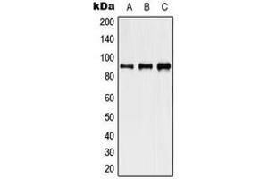 Western blot analysis of HSP90 beta (pS254) expression in HeLa heat shocked-treated (A), NIH3T3 heat shocked-treated (B), PC12 heat shocked-treated (C) whole cell lysates. (HSP90AB1 anticorps  (pSer254))