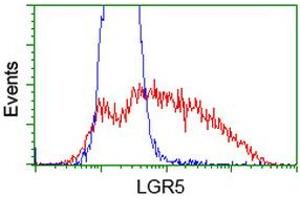 HEK293T cells transfected with either RC212825 overexpress plasmid (Red) or empty vector control plasmid (Blue) were immunostained by anti-LGR5 antibody (ABIN2454609), and then analyzed by flow cytometry. (LGR5 anticorps  (AA 250-550))