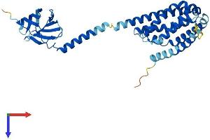 AlphaFold protein structure predicition of Mouse Recombinant Hacd3 Protein, UniprotID Q8K2C9