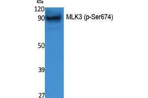 Western Blotting (WB) image for anti-Mitogen-Activated Protein Kinase Kinase Kinase 11 (MAP3K11) (pSer674) antibody (ABIN3179855) (MAP3K11 anticorps  (pSer674))