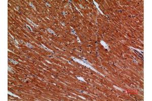 Immunohistochemistry (IHC) analysis of paraffin-embedded Mouse Heart, antibody was diluted at 1:100.