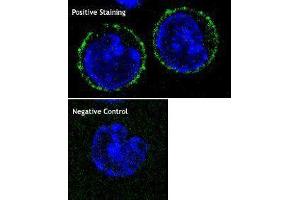 Immunofluorescence (IF) image for anti-CD8b Molecule (CD8B) antibody (ABIN2664869) (CD8B anticorps)