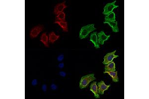 ABIN7094848 and ABIN7098899 staining Hela cells by IF/ICC. (NCEH1 anticorps  (N-Term))