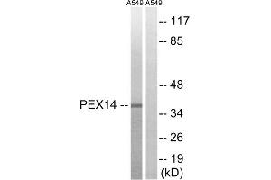 Western blot analysis of extracts from A549 cells, using PEX14 antibody. (PEX14 anticorps  (Internal Region))