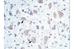 Image no. 1 for anti-Kv Channel Interacting Protein 1 (KCNIP1) (N-Term) antibody (ABIN202072)