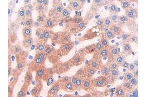 DAB staining on IHC-P; Samples: Rat Liver Tissue