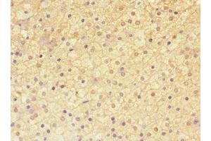 Immunohistochemistry of paraffin-embedded human adrenal gland tissue using ABIN7143271 at dilution of 1:100 (ADAMTSL4 anticorps  (AA 795-1074))