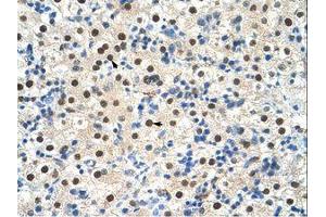 Image no. 2 for anti-Zinc Finger Protein 326 (ZNF326) (C-Term) antibody (ABIN203297) (ZNF326 anticorps  (C-Term))