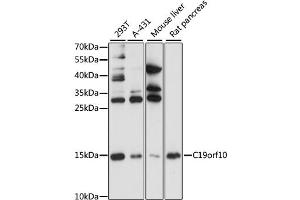 Western blot analysis of extracts of various cell lines, using C19orf10 antibody (ABIN1871376) at 1:1000 dilution. (C19orf10 anticorps)
