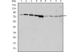 Western blot analysis using GRK2 mouse mAb against Hela (1), Jurkat (2), MOLT4 (3), RAJI (4), THP-1 (5), L1210 (6), Cos7 (7), PC-12 (8), and NIH/3T3 (9) cell lysate. (GRK2 anticorps)