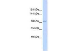 Image no. 1 for anti-Potassium Channel Tetramerisation Domain Containing 19 (KCTD19) (AA 36-85) antibody (ABIN6740505) (KCTD19 anticorps  (AA 36-85))