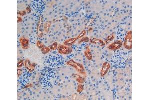 Used in DAB staining on fromalin fixed paraffin- embedded kidney tissue (Kallikrein 6 anticorps  (AA 19-261))