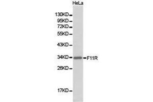 Western Blotting (WB) image for anti-F11 Receptor (F11R) antibody (ABIN1872624) (F11R anticorps)