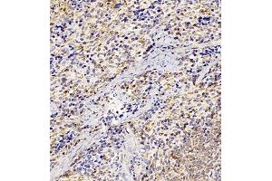 Immunohistochemistry of paraffin embedded rat spleen using GP1BA (ABIN7074109) at dilution of 1:500 (300x lens) (CD42b anticorps)