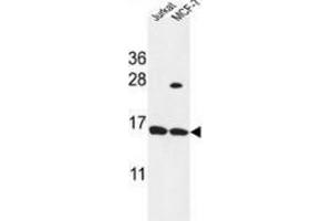 Western blot analysis in Jurkat,MCF-7 cell line lysates (35ug/lane) using SPRR1A / Cornifin-A Antibody (C-term). (SPRR1A anticorps  (C-Term))