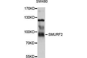 Western blot analysis of extracts of SW480 cells, using SMURF2 antibody (ABIN5998898) at 1/1000 dilution. (SMURF2 anticorps)