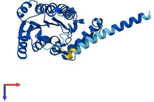 AlphaFold protein structure predicition of Human Recombinant HSD17B3 Protein, UniprotID P37058